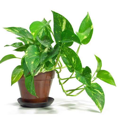 Pothos Plant Interior Landscape Plant