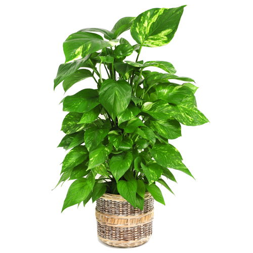 Pothos Totem Interior Landscape Plant