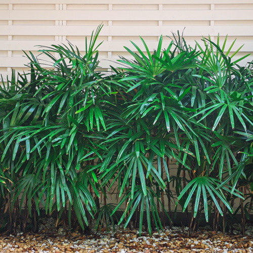 Rhapis Excelsa Palm Interior Landscape Plant