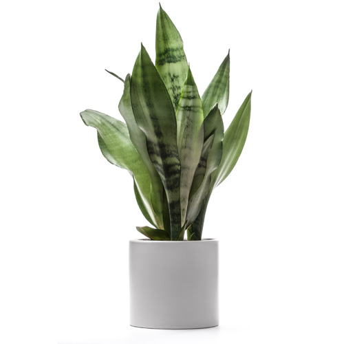 Sansevieria Interior Landscape Plant