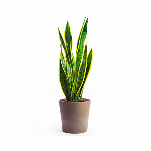 Sansevieria Laurentii Interior Landscape Plant