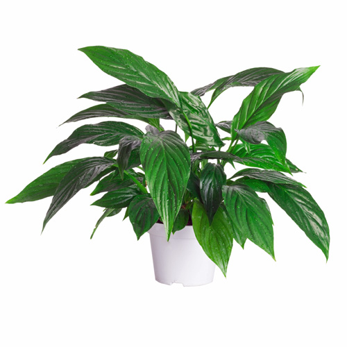 Spathiphyllum Interior Landscape Plant