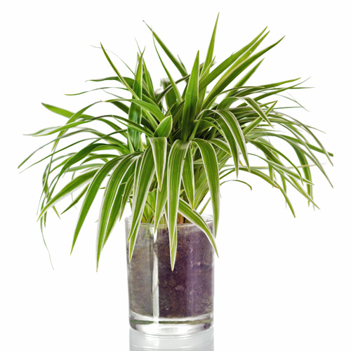 Spider Plant Interior Landscape Plant