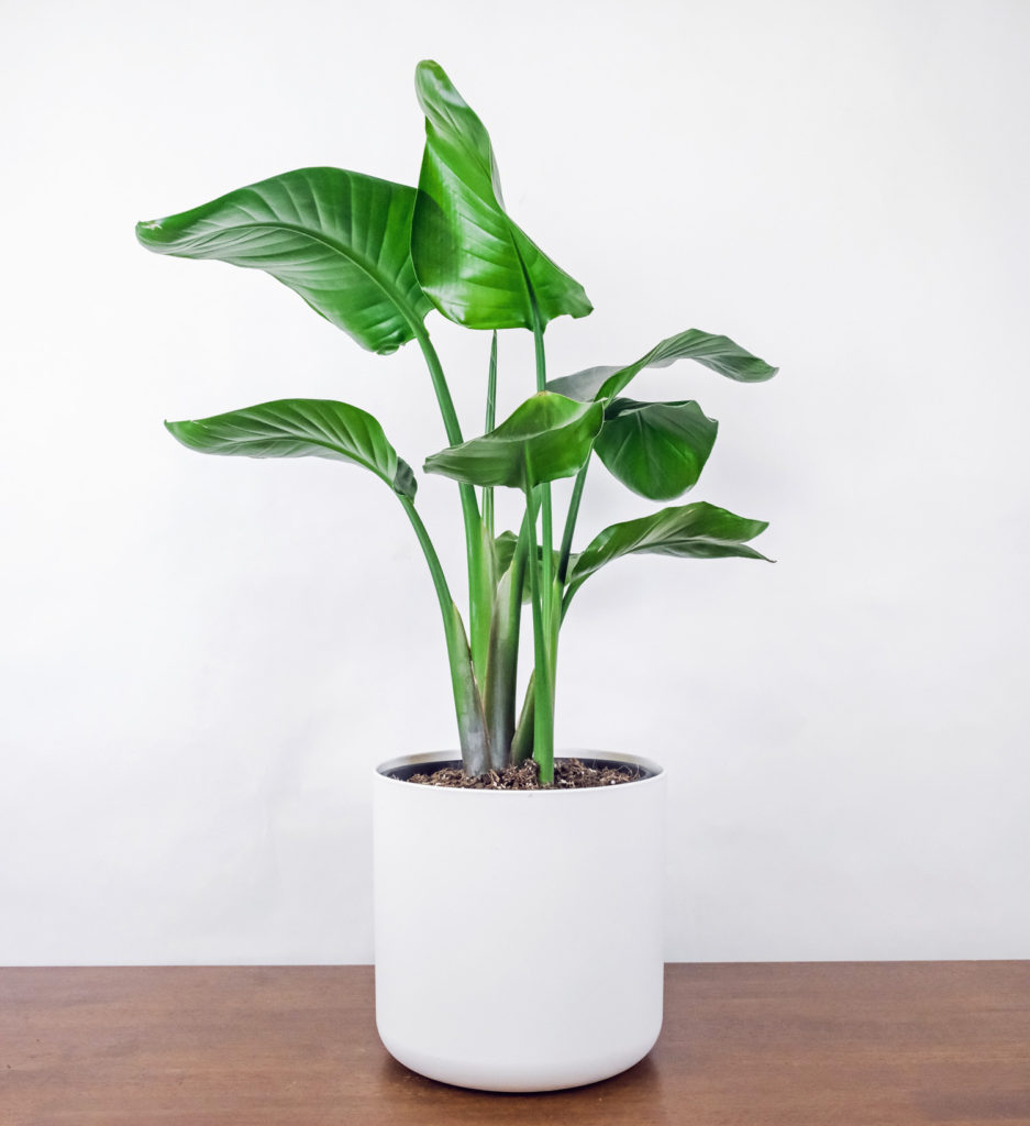 White Bird of Paradise Interior Landscape Plant