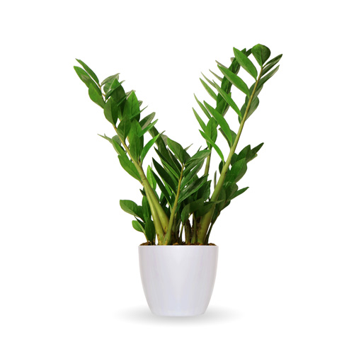 ZZ Plant Zamioculcas Zamifolia Interior Landscape Plant