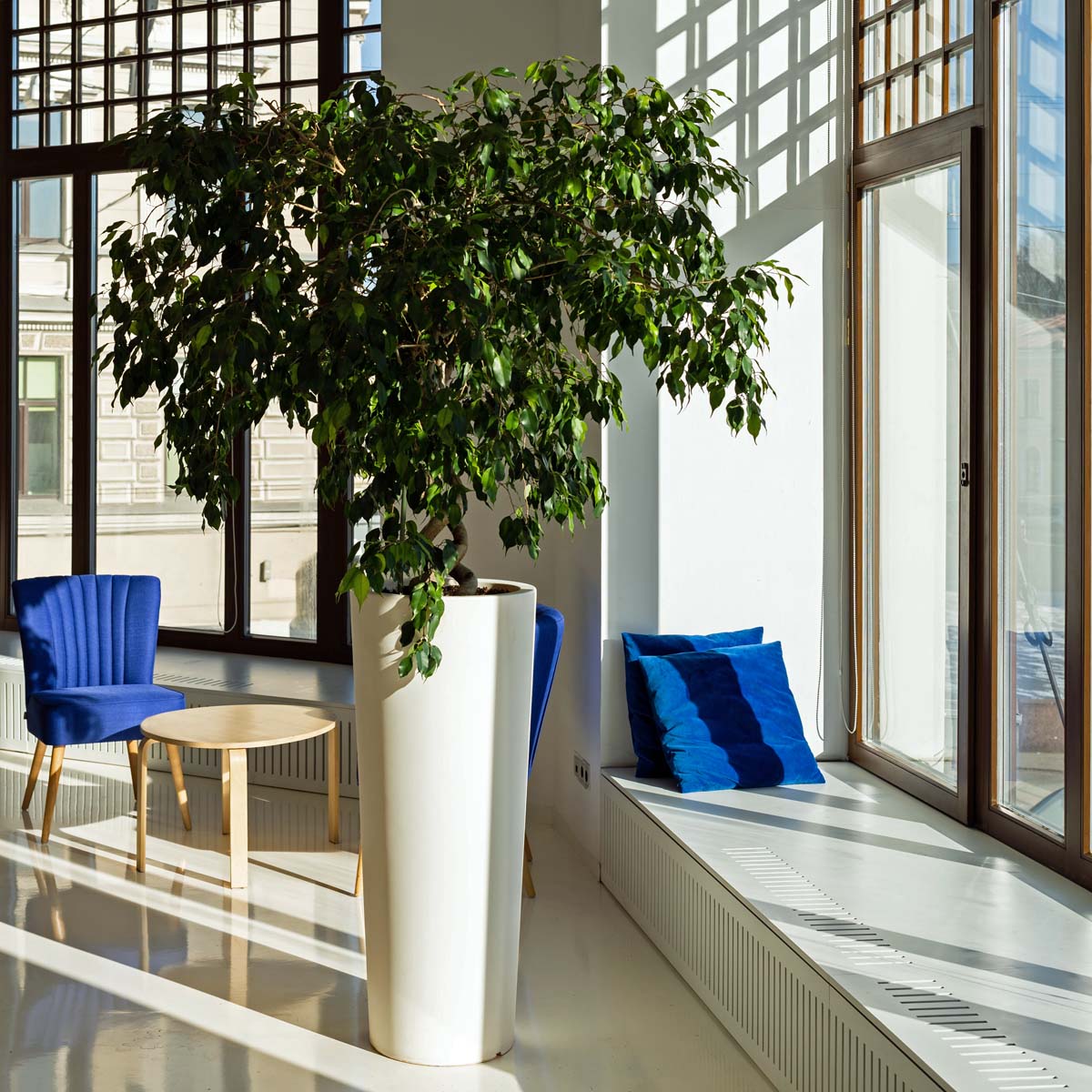 Interior landscape plant, Ficus tree.