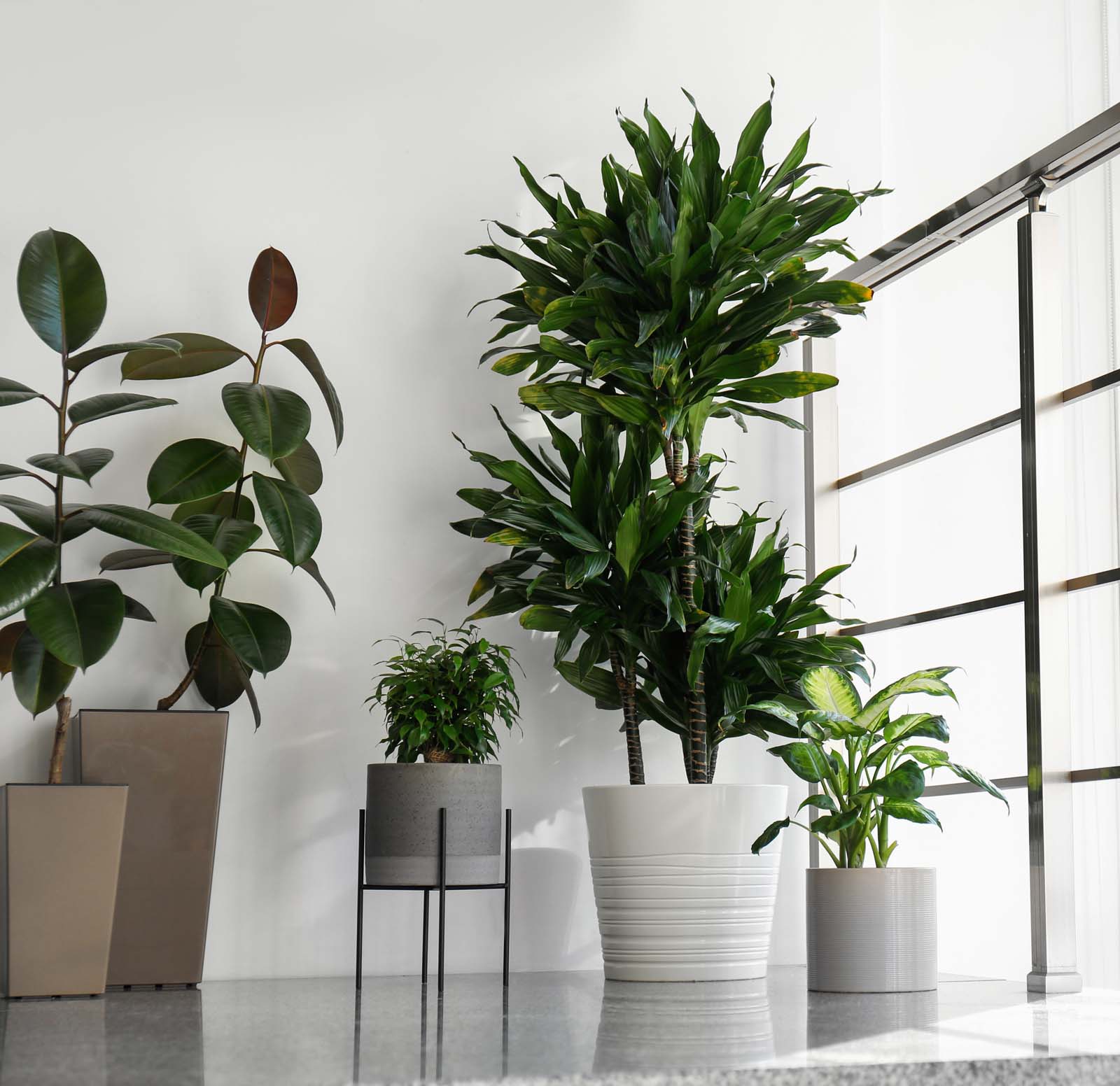 Office plants at window in an interior landscape.