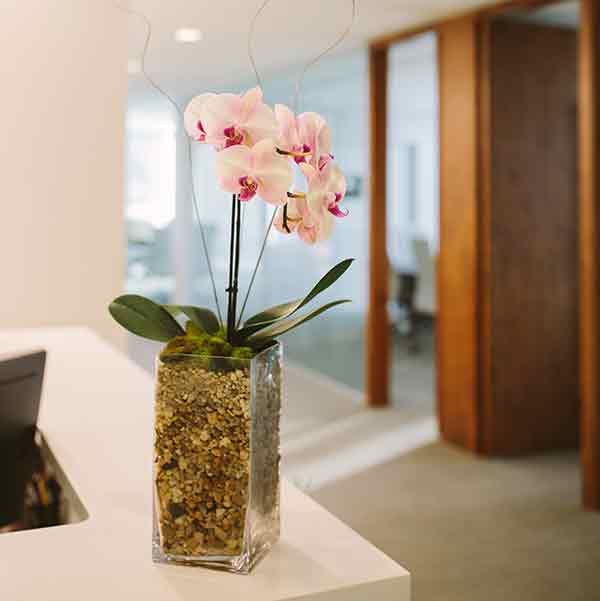 Office plants, flowers and care in the Charlotte, North Carolina metro area. Interior landscape service. Interior Plantscapes Inc.