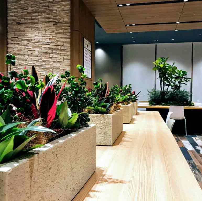 Rolling Greens Inc. offering office plant care services in Huntersville, North Carolina.