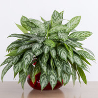 Aglaonema Interior Landscape Plant