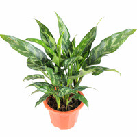 Aglaonema Maria Interior Landscape Plant