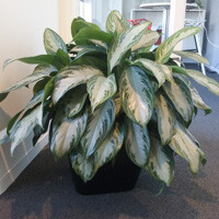 Aglaonema Silver Bay Interior Landscape Plant