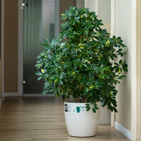 Arboricola Bush Interior Landscape Plant
