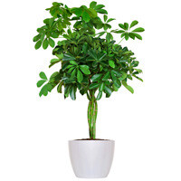 Arboricola Tree Form Interior Landscape Plant