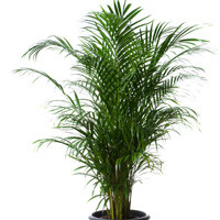 Areca Palm Interior Landscape Plant