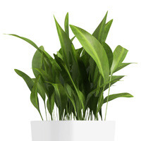 Aspidistra Elatior Interior Landscape Plant