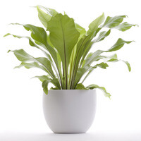 Asplenium Fern Interior Landscape Plant