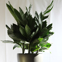 Chamaedorea Metallica Palm Interior Landscape Plants