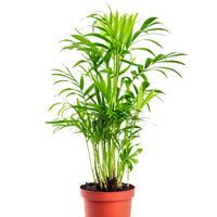 Bamboo Palm Chamaedorea Palm Interior Landscape Plant