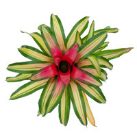 Neoregelia Bromeliad Interior Landscape Plant