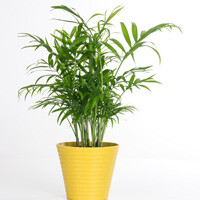 Palm Chamaedorea Elegans Interior Landscape Plant