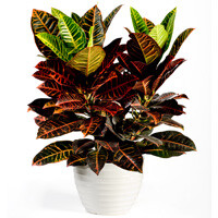 Croton Petra Interior Landscape Plant