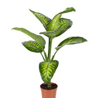 Dieffenbachia Large (Dumb Cane) Interior Landscape Plant