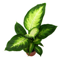 Dieffenbachia Camille Interior Landscape Plant