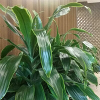 Dracaena Art Carmen Interior Landscape Plant