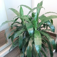 Dracaena Janet Craig Interior Landscape Plant