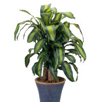 Dracaena Massangeana Interior Landscape Plant