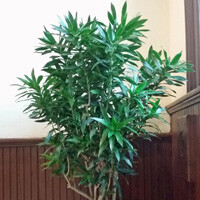 Dracaena Reflexa - Pleomele Interior Landscape Plant