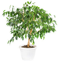 Ficus Tree Interior Landscape Plant