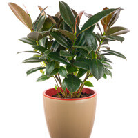 Ficus Elastica Rubber Plant Interior Landscape Plant
