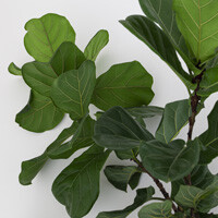 Ficus Lyrata Interior Landscape Plant
