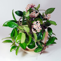 Hoya Plant Interior Landscape Plant