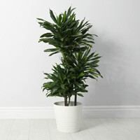 Dracaena Janet Craig Compacta Interior Landscape Plant