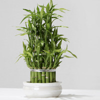 Lucky Bamboo Dracaena Interior Landscape Plant