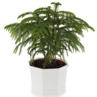 Norfolk Island Pine Interior Landscape Plant