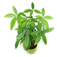 Pachira Money Tree Interior Landscape Plant