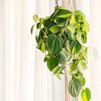 Philodendron Brasil Interior Landscape Plant