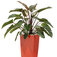 Philodendron Interior Landscape Plant
