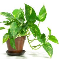 Pothos Plant Interior Landscape Plant