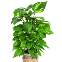 Pothos Totem Interior Landscape Plant