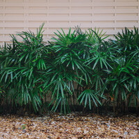 Rhapis Excelsa Palm Interior Landscape Plant