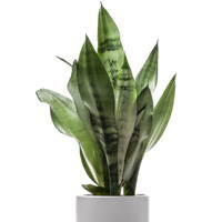 Sansevieria Interior Landscape Plant
