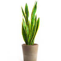 Sansevieria Laurentii Interior Landscape Plant