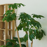 Schefflera Amate Interior Landscape Plant