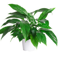 Spathiphyllum Interior Landscape Plant