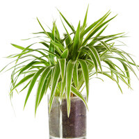 Spider Plant Interior Landscape Plant